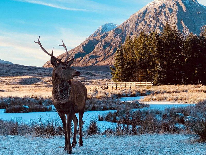 A red deer stag on frosty moorland below a snow-streaked mountain